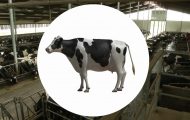 奶牛飼養(yǎng)：演示過程三維動(dòng)畫